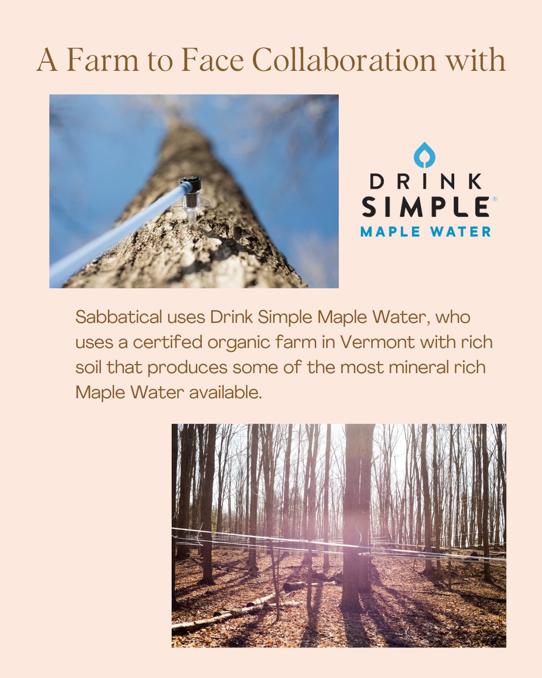 Maple Essence Toner - Sabbatical Beauty